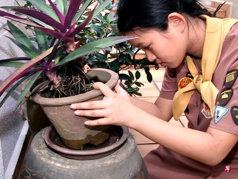 每隔一天清除花盆垫盘里的水,预防蚊子滋生。(档案照) 每隔一天清除花盆垫盘里的水,预防蚊子滋生。(档案照)