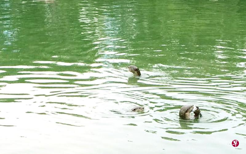 水獭在鱼池中悠闲地吃起鱼儿。(受访者提供) 水獭在鱼池中悠闲地吃起鱼儿。(受访者提供)