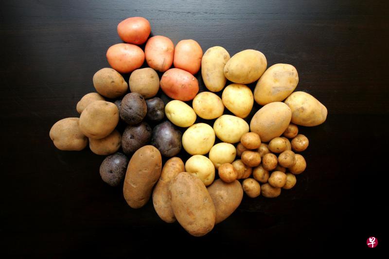 马铃薯,或者土豆,或者祖母惯常说的“地豆”,和山药相同,是地下块茎。(档案照) 马铃薯,或者土豆,或者祖母惯常说的“地豆”,和山药相同,是地下块茎。(档案照)