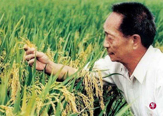 中国“杂交水稻之父”袁隆平(人民网) 中国“杂交水稻之父”袁隆平(人民网)
