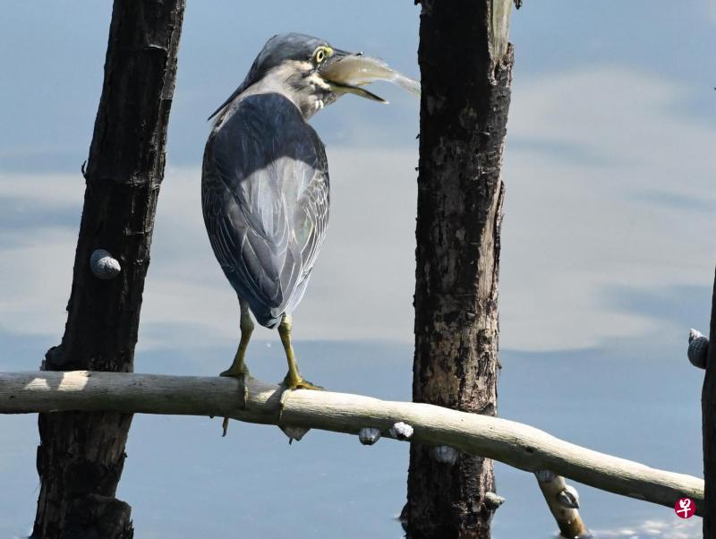 小绿鹭放诱饵后,收获了小鱼儿。 小绿鹭放诱饵后,收获了小鱼儿。