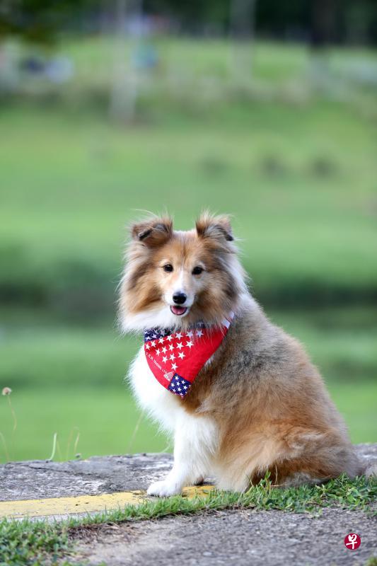 喜乐蒂牧羊犬罗斯燕帮助主人挥别失去宠物兔Pebbles的伤痛。 喜乐蒂牧羊犬罗斯燕帮助主人挥别失去宠物兔Pebbles的伤痛。