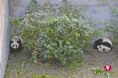 “美轮”(左)和“美奂”在熊猫检疫场。 “美轮”(左)和“美奂”在熊猫检疫场。