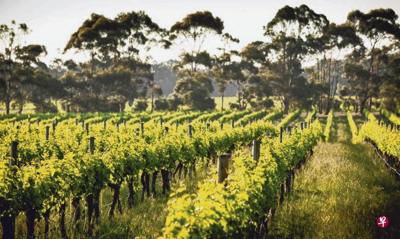 曼达岬酒庄是玛格丽特河酒乡五大奠基酒庄之一,以卡本内苏维浓红酒闻名。(网络图) 曼达岬酒庄是玛格丽特河酒乡五大奠基酒庄之一,以卡本内苏维浓红酒闻名。(网络图)