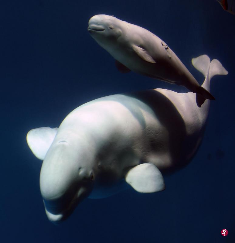 出生两个月的白鲸宝宝在目前身边嬉戏,显得十分活泼。(新华社) 出生两个月的白鲸宝宝在目前身边嬉戏,显得十分活泼。(新华社)