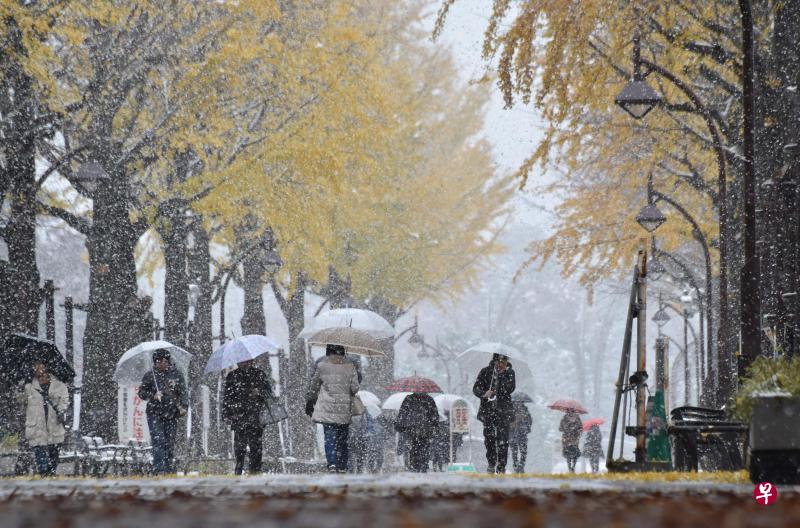 东京的行人24日在风雪中赶路,道路两旁的树上,叶子还是深秋季节的金黄色。(法新社) 东京的行人24日在风雪中赶路,道路两旁的树上,叶子还是深秋季节的金黄色。(法新社)
