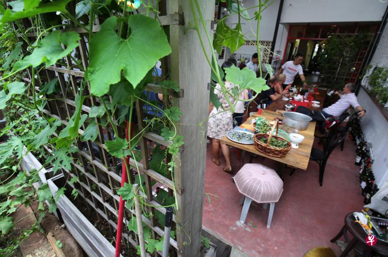 苏家院子里的植物和香料草都走进盘中。