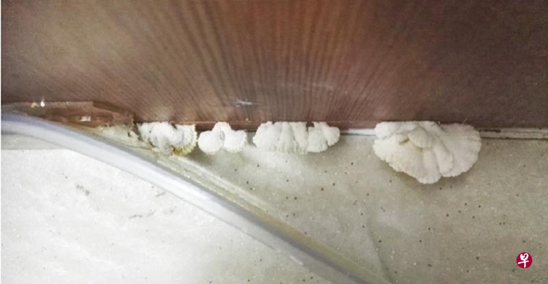 厕所木门底部长出了白色的蘑菇。(受访者提供) 厕所木门底部长出了白色的蘑菇。(受访者提供)