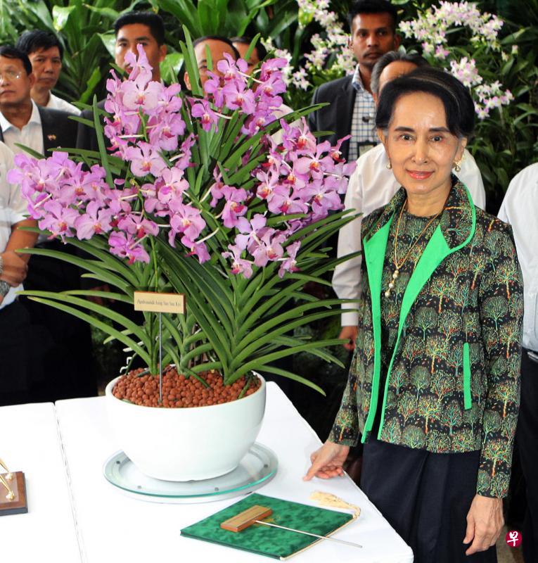 缅甸国务顾问兼外交部长翁山淑枝昨天上午出席在植物园举行的胡姬花命名仪式,观赏以她命名的胡姬花。 缅甸国务顾问兼外交部长翁山淑枝昨天上午出席在植物园举行的胡姬花命名仪式,观赏以她命名的胡姬花。