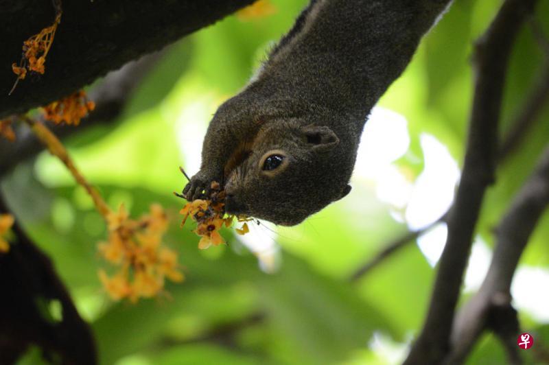 松鼠吃黄花 松鼠吃黄花