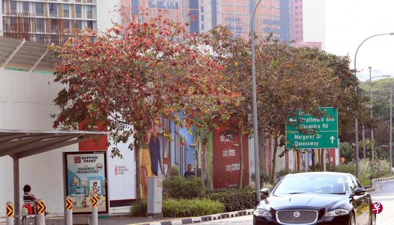 如果经过杜生区的继祥路,不妨停下脚步欣赏这条路的红色路标——多花紫薇。(唐家鸿摄) 如果经过杜生区的继祥路,不妨停下脚步欣赏这条路的红色路标——多花紫薇。(唐家鸿摄)