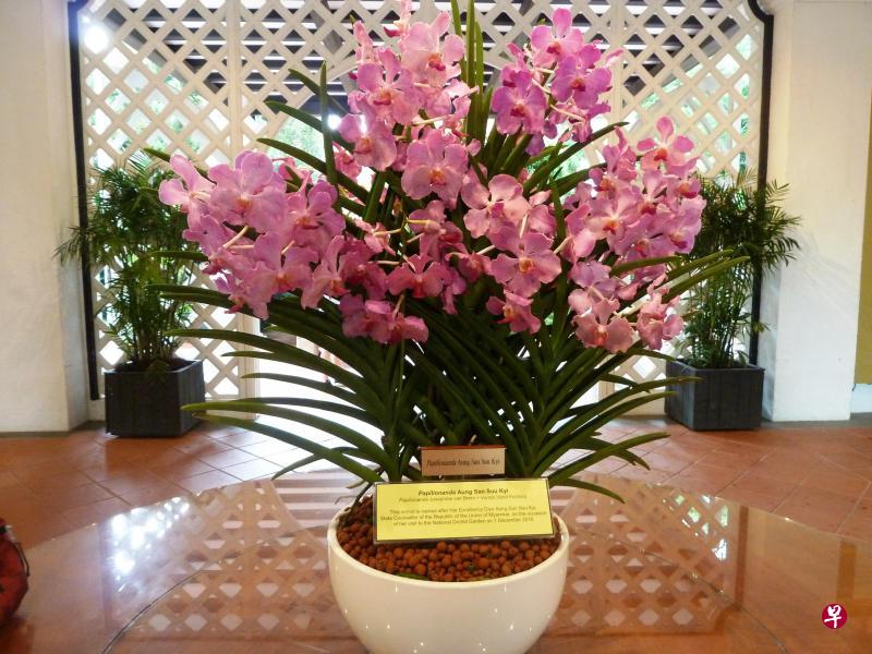 图中这款“翁山淑枝胡姬花”,有着硕大艳紫色花朵,每朵花直径约9公分,中心唇瓣呈紫红色。 图中这款“翁山淑枝胡姬花”,有着硕大艳紫色花朵,每朵花直径约9公分,中心唇瓣呈紫红色。