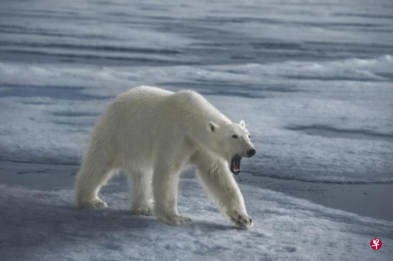 北极熊独自嚎啸着行过冰原。 北极熊独自嚎啸着行过冰原。