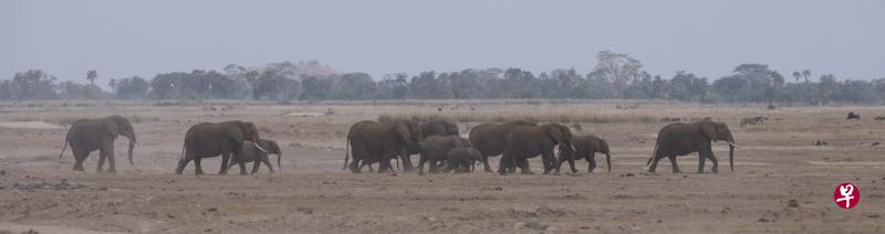 安博塞利国家公园的象群从枯萎的草原沙地缓缓经过。 安博塞利国家公园的象群从枯萎的草原沙地缓缓经过。