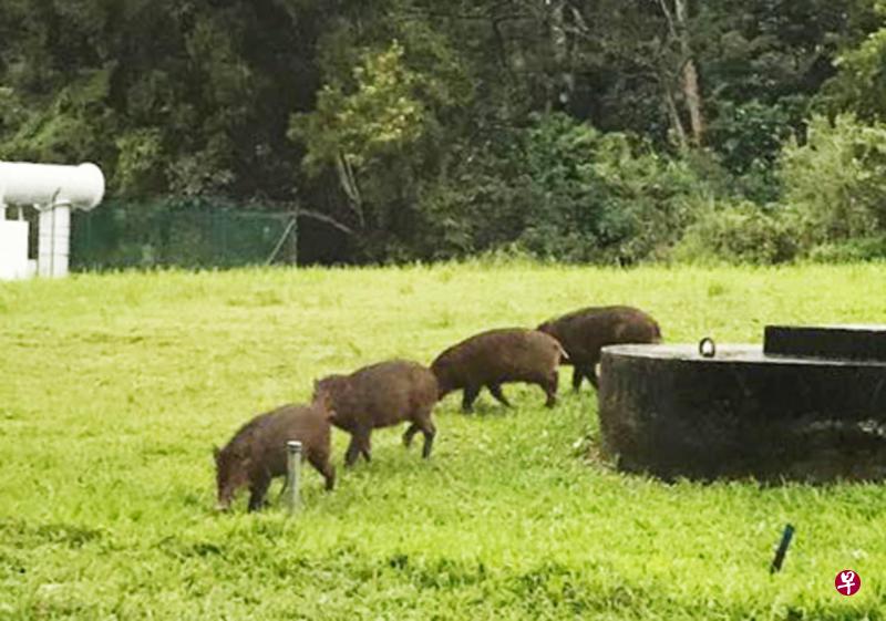 “野猪家族”经常在组屋区附近的草坪出没,寻找居民喂食鸽子和野狗后留下的食物残渣。(读者提供) “野猪家族”经常在组屋区附近的草坪出没,寻找居民喂食鸽子和野狗后留下的食物残渣。(读者提供)