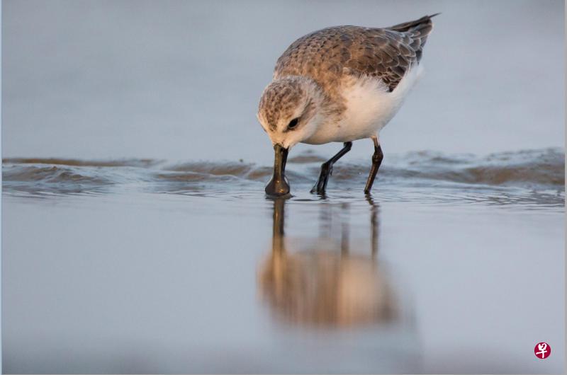 濒临绝种的勺嘴鹬(Spoon-billed Sandpiper)十几年来不曾在我国出现。据估计,全球目前只有约500只勺嘴鹬。(Yann Muzika提供) 濒临绝种的勺嘴鹬(Spoon-billed Sandpiper)十几年来不曾在我国出现。据估计,全球目前只有约500只勺嘴鹬。(Yann Muzika提供)