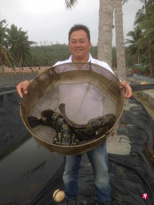 仟湖鱼业海南鱼场的一名经理林意坚展示所养殖的石斑鱼。（仟湖鱼业提供）