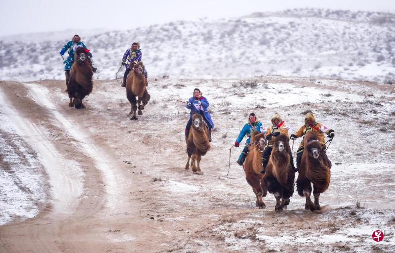 蒙古族骑手们在骆驼速度赛中。(新华社) 蒙古族骑手们在骆驼速度赛中。(新华社)