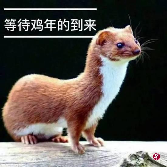 图片中的主角并非黄鼠狼,而是伶鼬(网络图) 图片中的主角并非黄鼠狼,而是伶鼬(网络图)