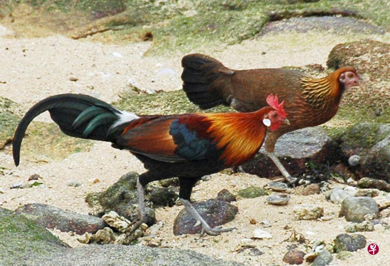 红原鸡(左为雄鸡,右为雌鸡)是新加坡的土生动物,也是国家濒临绝种的物种,它们常在西部集水区及乌敏岛出没,啼声尖细短促,有灰色的鸡脚。(国家公园局提供) 红原鸡(左为雄鸡,右为雌鸡)是新加坡的土生动物,也是国家濒临绝种的物种,它们常在西部集水区及乌敏岛出没,啼声尖细短促,有灰色的鸡脚。(国家公园局提供)