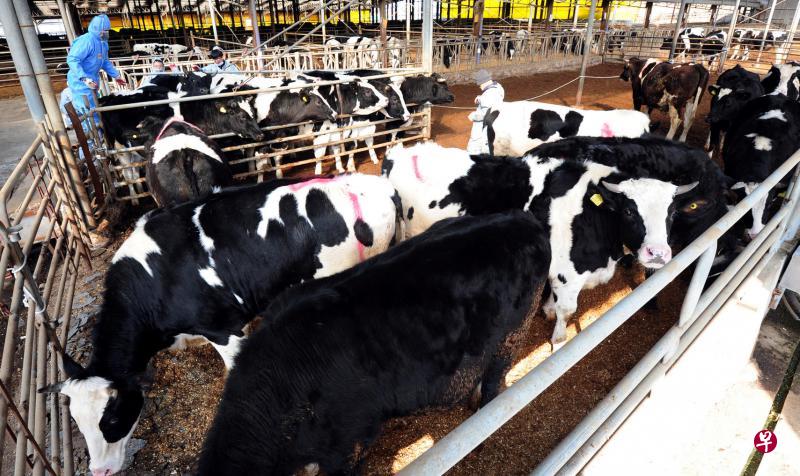 韩国出现口蹄疫,当局加紧检查各个农场,全国86个家畜市场暂停开放。(路透社) 韩国出现口蹄疫,当局加紧检查各个农场,全国86个家畜市场暂停开放。(路透社)