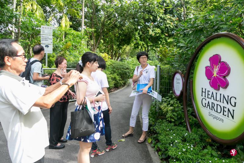 每个月的首个星期六,种有400多种药性植物的百草园都有免费的中英语导览活动。程燕云(右一)是其中一名华语导览员。(徐颖荃摄) 每个月的首个星期六,种有400多种药性植物的百草园都有免费的中英语导览活动。程燕云(右一)是其中一名华语导览员。(徐颖荃摄)