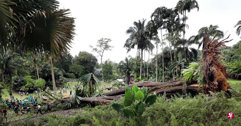 植物园内这棵树龄超过270岁的香灰莉木轰然倒下,击中周围其他小树,更导致一死四伤的罕见事故。(何炳耀摄) 植物园内这棵树龄超过270岁的香灰莉木轰然倒下,击中周围其他小树,更导致一死四伤的罕见事故。(何炳耀摄)