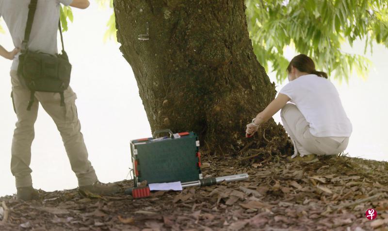 公园局人员昨天到植物园内各处检查树木的情况。(陈福洲摄) 公园局人员昨天到植物园内各处检查树木的情况。(陈福洲摄)