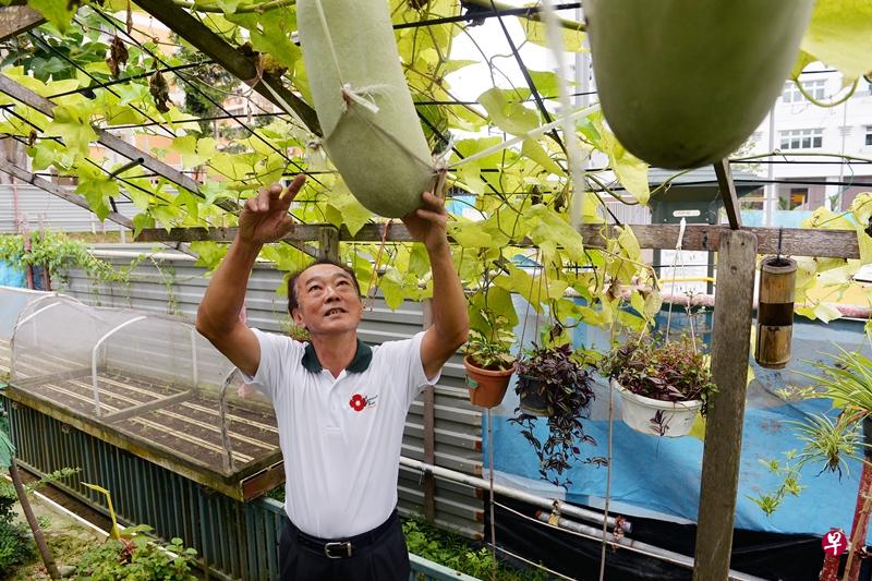 夏其凌退休后 积极当个“社区园丁”, 至今已种植超过 130种植物。 夏其凌退休后 积极当个“社区园丁”, 至今已种植超过 130种植物。