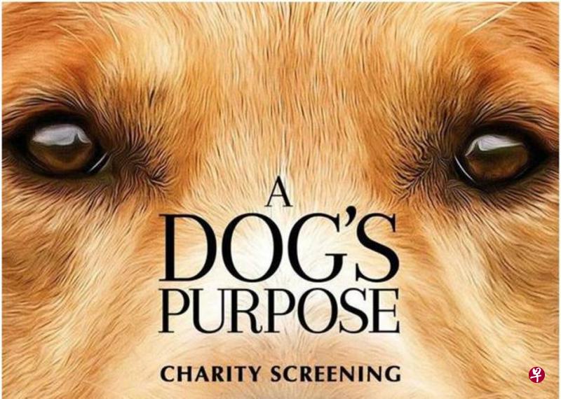 “A Dog's Purpose”电影讲述一只狗历经四次冒险,每一次的生离死别都让它有新的学习与成长,也懂得它存在的真正意义与使命。 “A Dog's Purpose”电影讲述一只狗历经四次冒险,每一次的生离死别都让它有新的学习与成长,也懂得它存在的真正意义与使命。