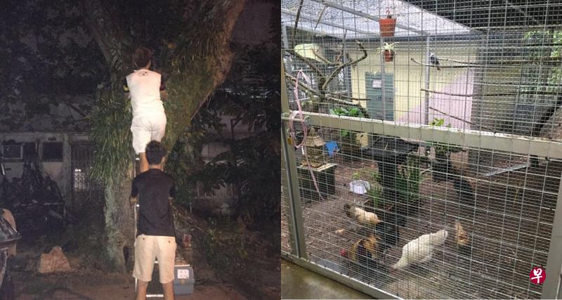 夜晚捕捉野鸡,陈家兴等人利用梯子爬树,抱着鸡只再放进笼里。(受访者提供) 夜晚捕捉野鸡,陈家兴等人利用梯子爬树,抱着鸡只再放进笼里。(受访者提供)