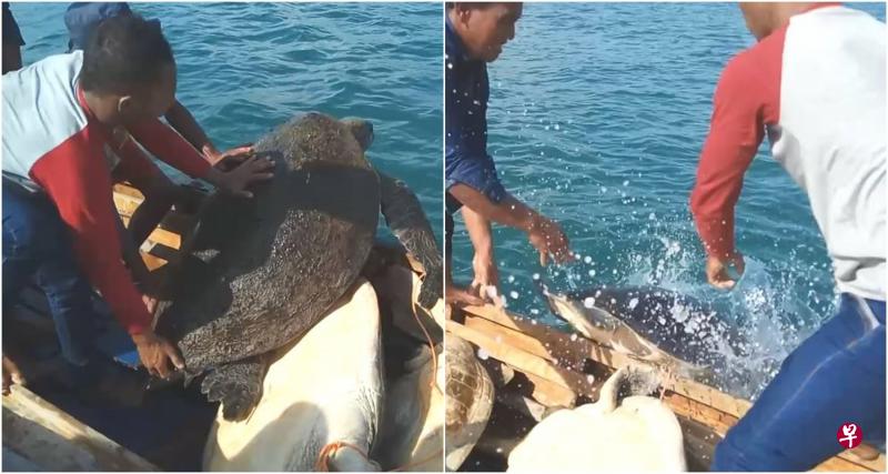 海龟重获自由,回返辽阔深海的一幕,特别让人感动。(取自面簿) 海龟重获自由,回返辽阔深海的一幕,特别让人感动。(取自面簿)