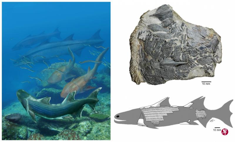 左图为丁氏甲鳞鱼想像复原图。右图为发现的丁氏甲鳞鱼化石(右上),以及该鱼的复原图(右下)。 (新华社) 左图为丁氏甲鳞鱼想像复原图。右图为发现的丁氏甲鳞鱼化石(右上),以及该鱼的复原图(右下)。 (新华社)