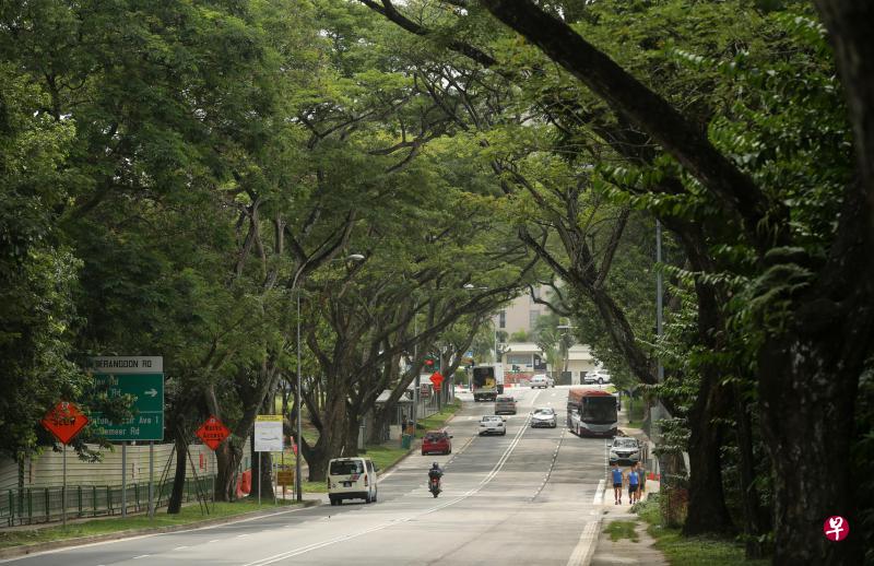 原本的阿裕尼路上段关闭后,将变成比达达利历史文化人行道的一部分,两旁成荫的绿树将被保留。(林国明摄) 原本的阿裕尼路上段关闭后,将变成比达达利历史文化人行道的一部分,两旁成荫的绿树将被保留。(林国明摄)