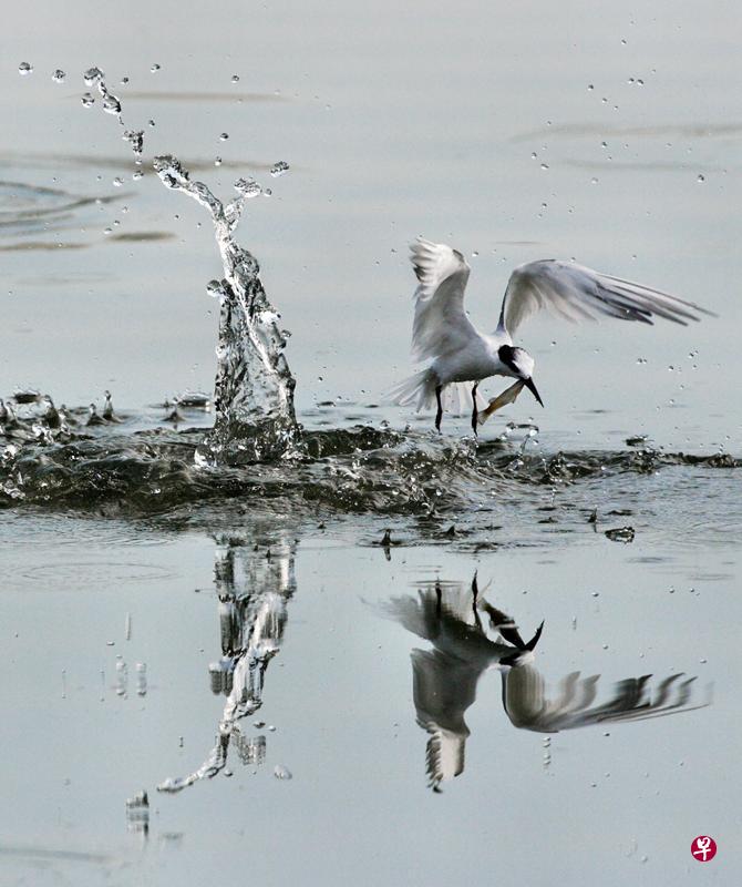 一群白色的小燕鸥在实龙岗河的中央盘旋飞翔。(李天锜摄) 一群白色的小燕鸥在实龙岗河的中央盘旋飞翔。(李天锜摄)