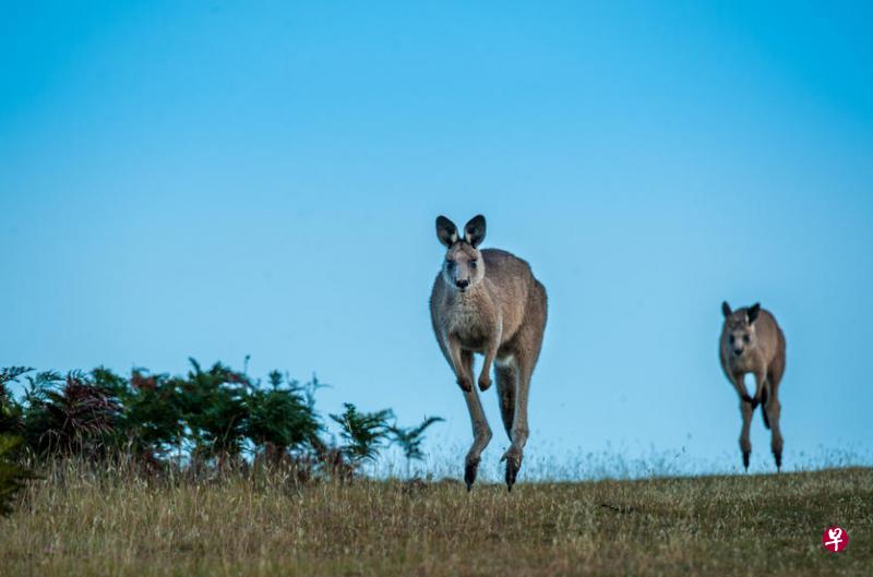 袋鼠快乐地在旷野里蹦蹦跶跶。 袋鼠快乐地在旷野里蹦蹦跶跶。