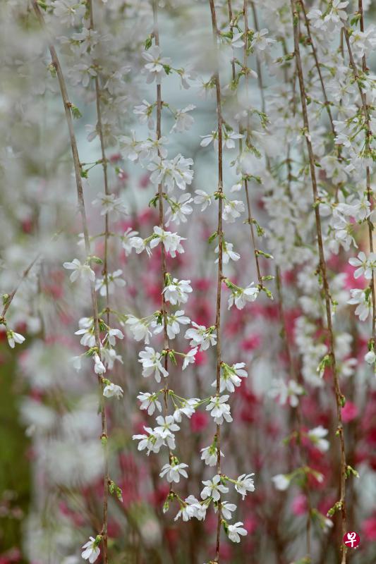 垂直的白色花枝,配上红色虚蒙的背景,相映成趣。用长镜头大光圈把背景蒙化。 垂直的白色花枝,配上红色虚蒙的背景,相映成趣。用长镜头大光圈把背景蒙化。
