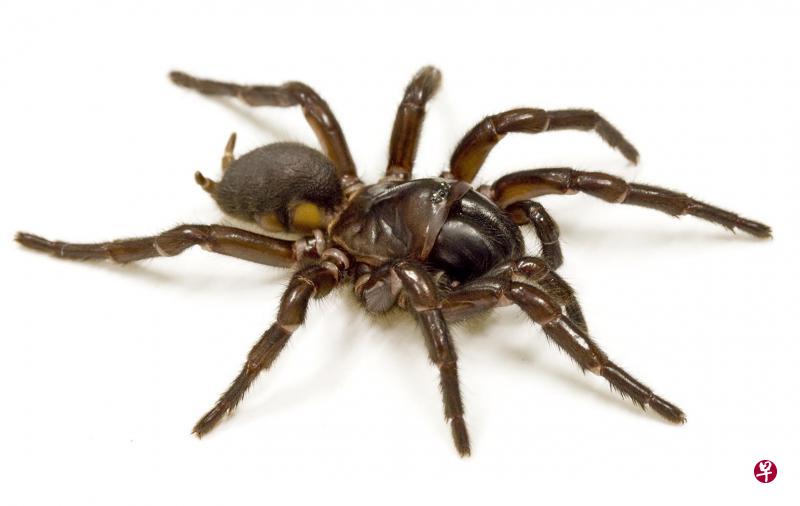 漏斗网蜘蛛的毒液可能治病,澳洲研究员希望在两年内展开临床试验。(法新社) 漏斗网蜘蛛的毒液可能治病,澳洲研究员希望在两年内展开临床试验。(法新社)