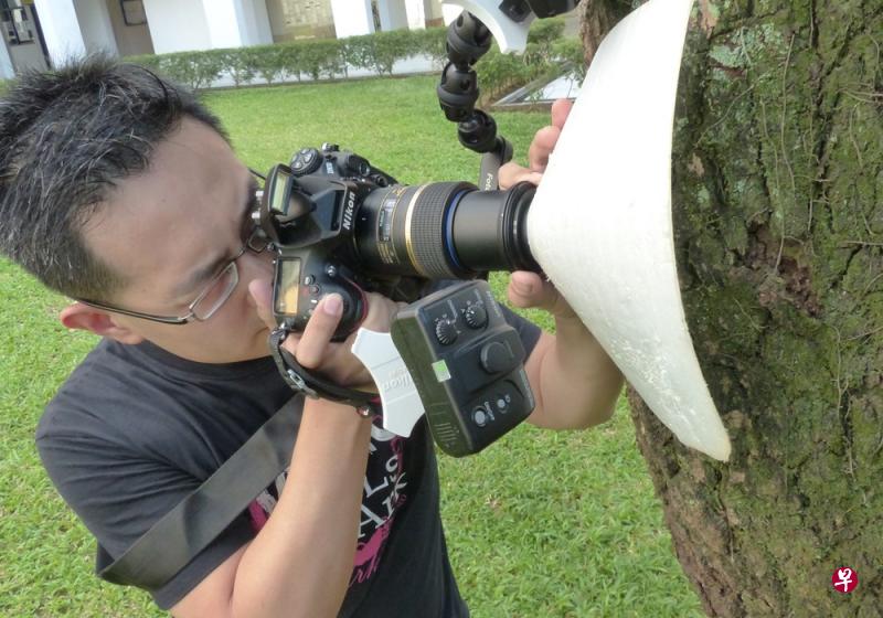 就算是组屋区的大树,马爱明也可以找到拍昆虫的乐趣。图为他拍摄螳螂的过程。 就算是组屋区的大树,马爱明也可以找到拍昆虫的乐趣。图为他拍摄螳螂的过程。