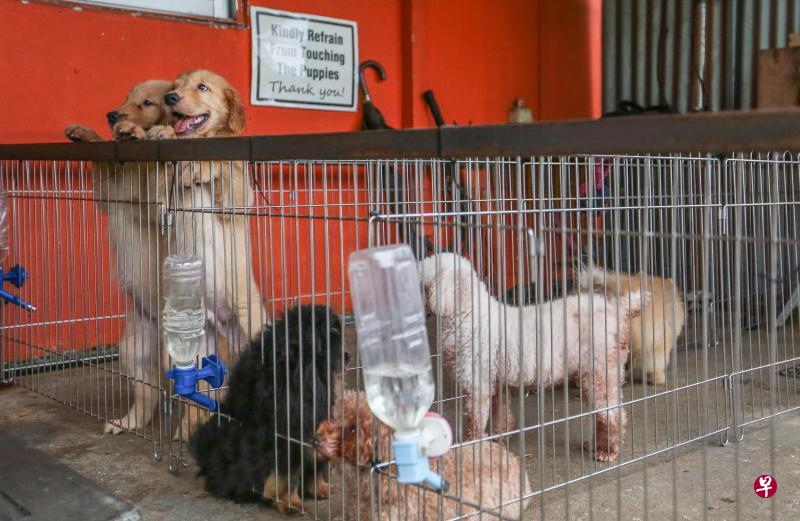 House of Pups售卖的小狗平时关在笼子里,负责人张俊源每天两次带它们到空间较宽敞的围棚里,让它们有更多空间活动。两只两个半月大的黄金猎犬身型较大,也比较活跃,因此与其他品种的小狗隔离开来。 House of Pups售卖的小狗平时关在笼子里,负责人张俊源每天两次带它们到空间较宽敞的围棚里,让它们有更多空间活动。两只两个半月大的黄金猎犬身型较大,也比较活跃,因此与其他品种的小狗隔离开来。