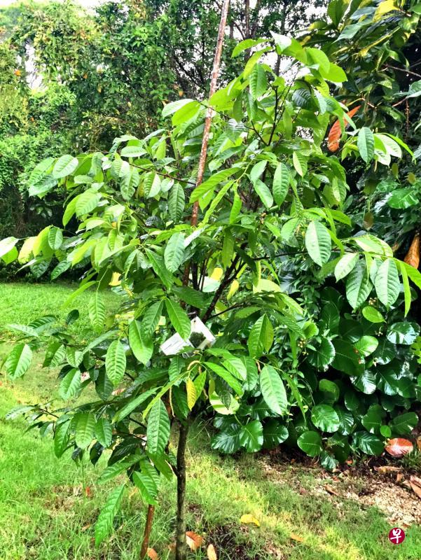 挂着附有说明牌的“淡滨尼”树。 挂着附有说明牌的“淡滨尼”树。