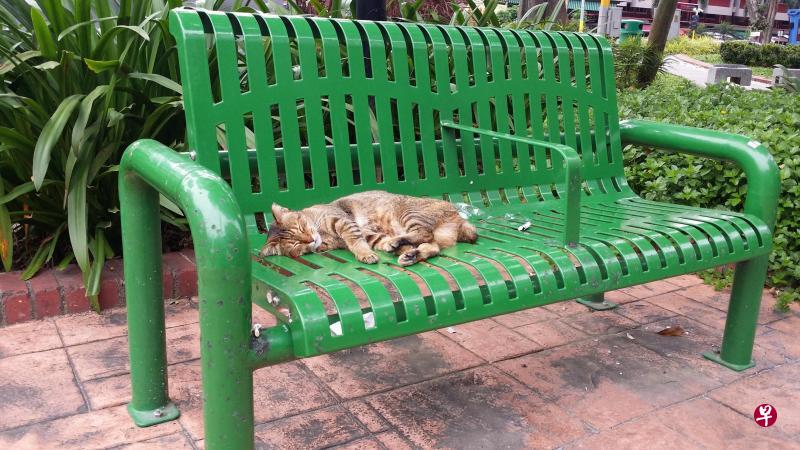 猫咪不落人后,也来争一席之地。 猫咪不落人后,也来争一席之地。
