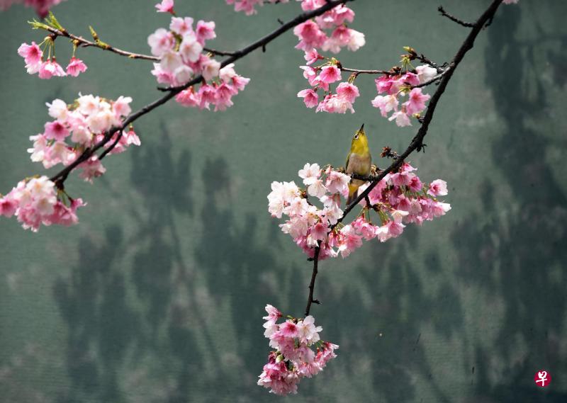 说“复苏”也是错的。那些芽、叶、花,都不是去年的,是新的了。去年的芽、叶、花,已经一去不复返。(新华社) 说“复苏”也是错的。那些芽、叶、花,都不是去年的,是新的了。去年的芽、叶、花,已经一去不复返。(新华社)