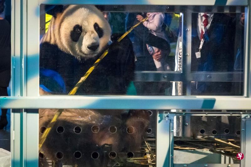 熊猫抵达阿姆斯特丹后还得续程前往东南部的小城雷嫩。(法新社) 熊猫抵达阿姆斯特丹后还得续程前往东南部的小城雷嫩。(法新社)