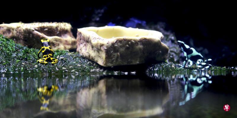 黄带箭毒蛙(左)和迷彩箭毒蛙。 黄带箭毒蛙(左)和迷彩箭毒蛙。