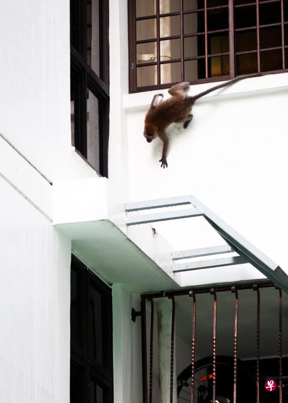 武吉班让实加一带的居民近来饱受猴子骚扰和袭击,猴子不仅会抢走塑料袋,还曾入屋弄伤居民。(联合晚报) 武吉班让实加一带的居民近来饱受猴子骚扰和袭击,猴子不仅会抢走塑料袋,还曾入屋弄伤居民。(联合晚报)