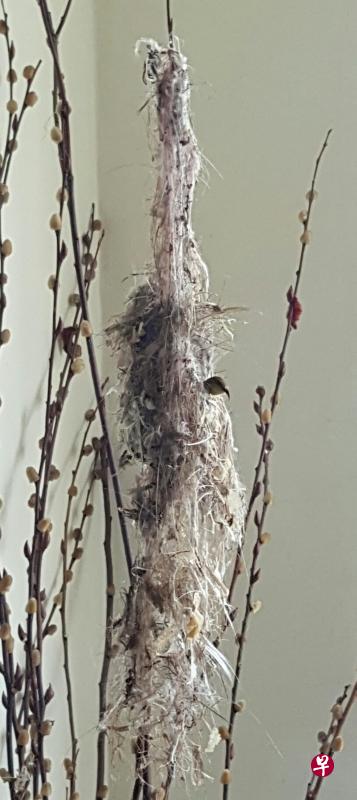 今年太阳鸟修建的鸟巢更见完美。摄于今年三月。 今年太阳鸟修建的鸟巢更见完美。摄于今年三月。