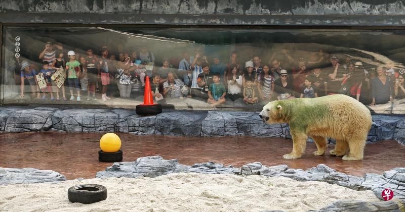 从洞穴走出来的伊努卡嗅到早报读者藏在轮胎里的食物,准备觅食,吸引大批游人围观。 从洞穴走出来的伊努卡嗅到早报读者藏在轮胎里的食物,准备觅食,吸引大批游人围观。