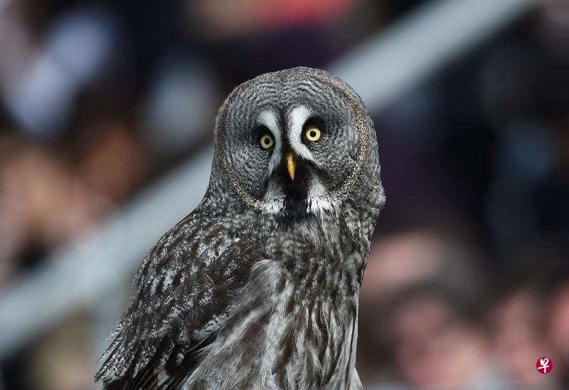 研究员研究了与猫头鹰等某些鸟类的夜视能力相关的基因,以搞清楚动物夜行性的进化历史。(法新社) 研究员研究了与猫头鹰等某些鸟类的夜视能力相关的基因,以搞清楚动物夜行性的进化历史。(法新社)