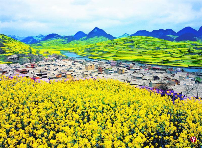 屯堡九溪遍地菜花,一片金黄。(中国驻新加坡旅游办事处提供) 屯堡九溪遍地菜花,一片金黄。(中国驻新加坡旅游办事处提供)